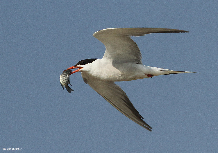    Common Tern Maagan Michael, July 2011,Lior Kislev